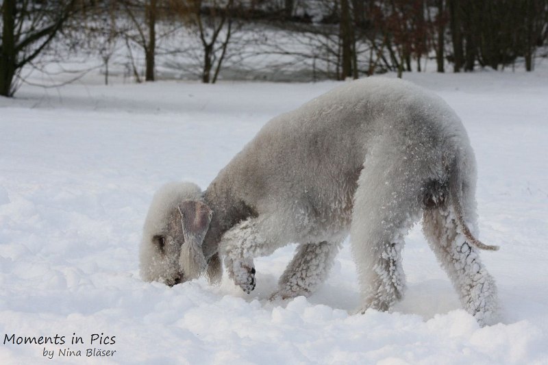 Airis Blue Volshebny Svet 2010-01-31 (16).JPG